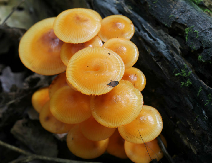 Orange Mycena